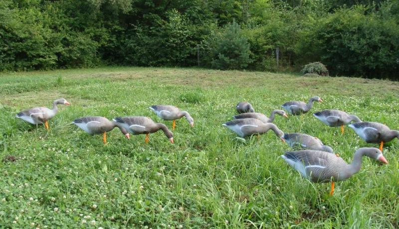 Чучело ГУСЬ ГУМЕННИК кормящийся мягк., на ноге