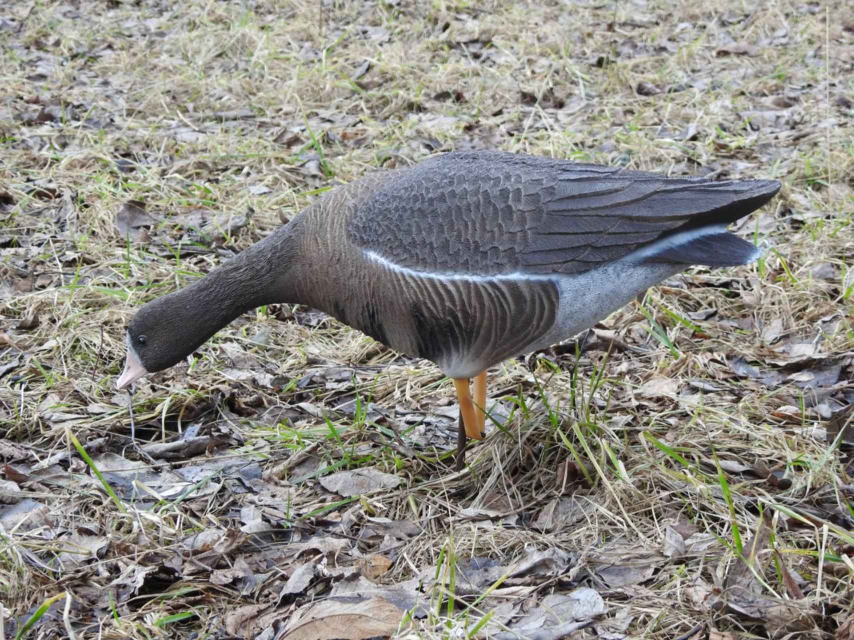 Чучело ГУСЬ ГУМЕННИК кормящийся мягк., на ноге