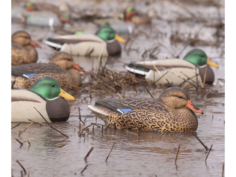 Чучело утка "Кряква" отдыхающая