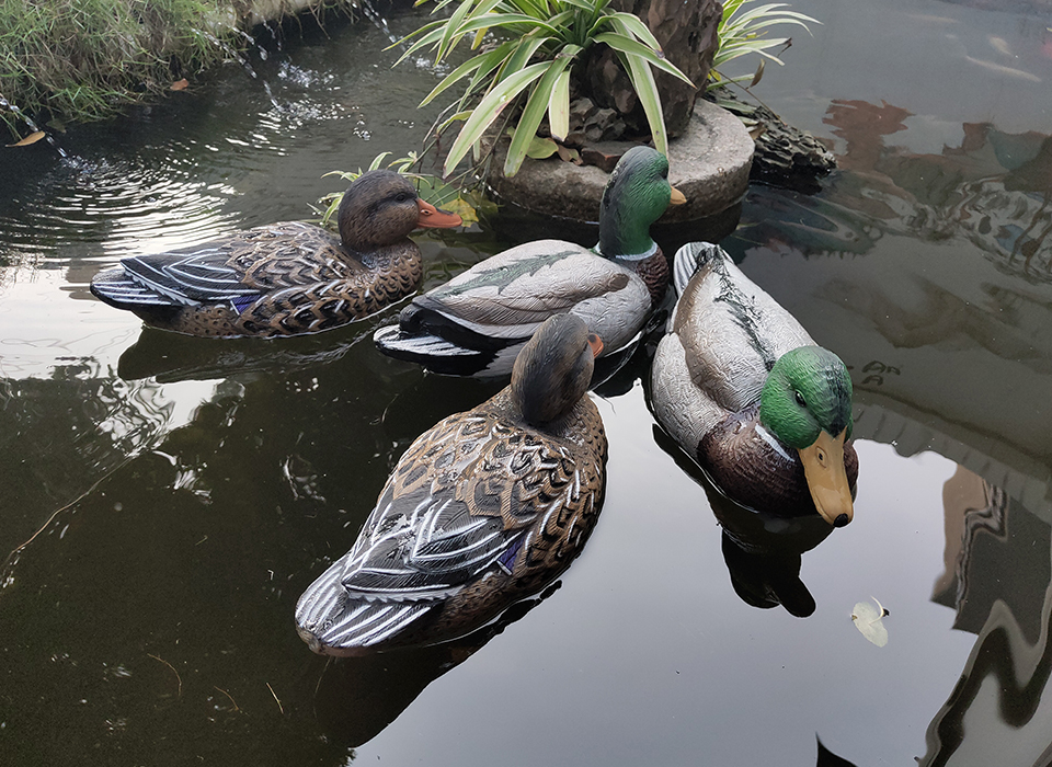 Чучело селезень "Кряква" отдыхающий