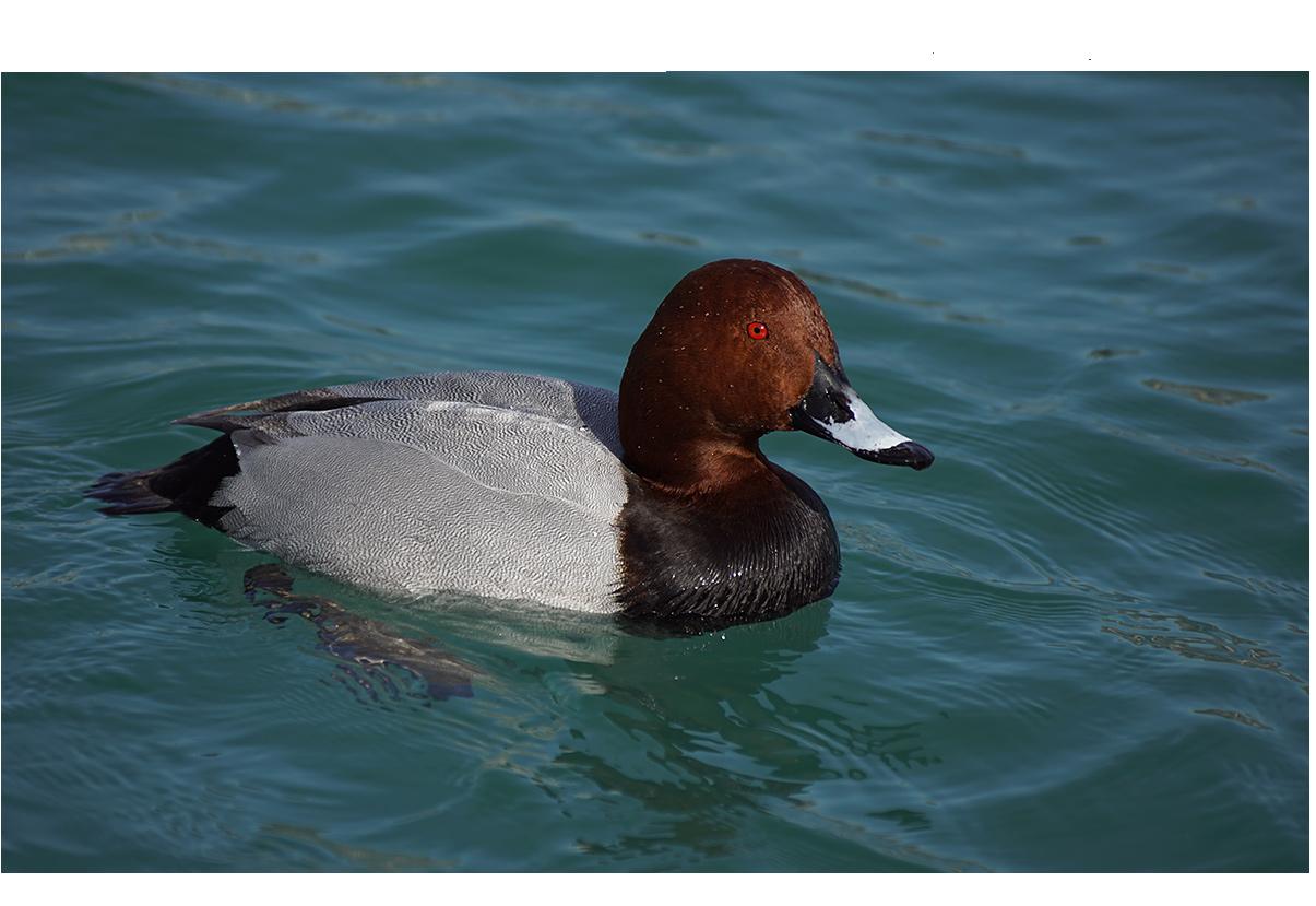 Чучело "Красноголовый нырок утка"